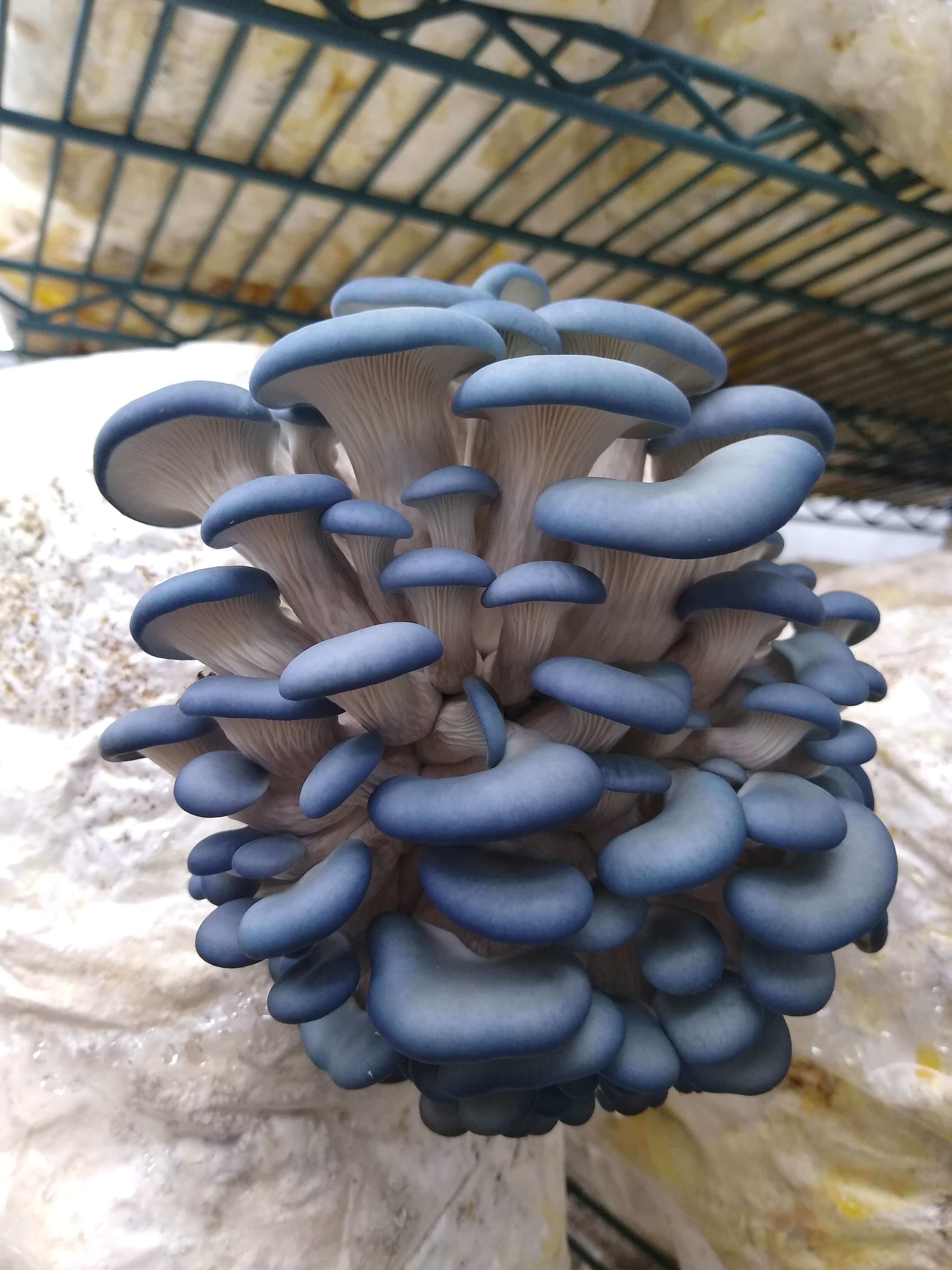 Oyster Mushroom Buyers