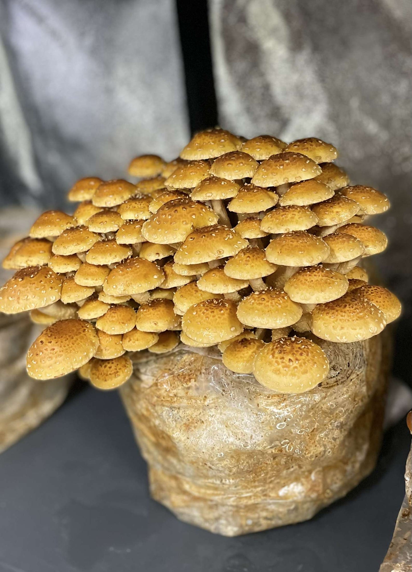 Fresh Chestnut Mushrooms