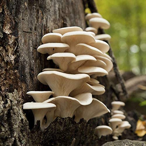 Fresh Mushrooms - Chef's Medley