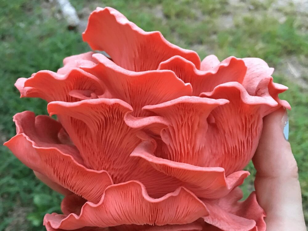Fresh Mushrooms - Chef's Medley
